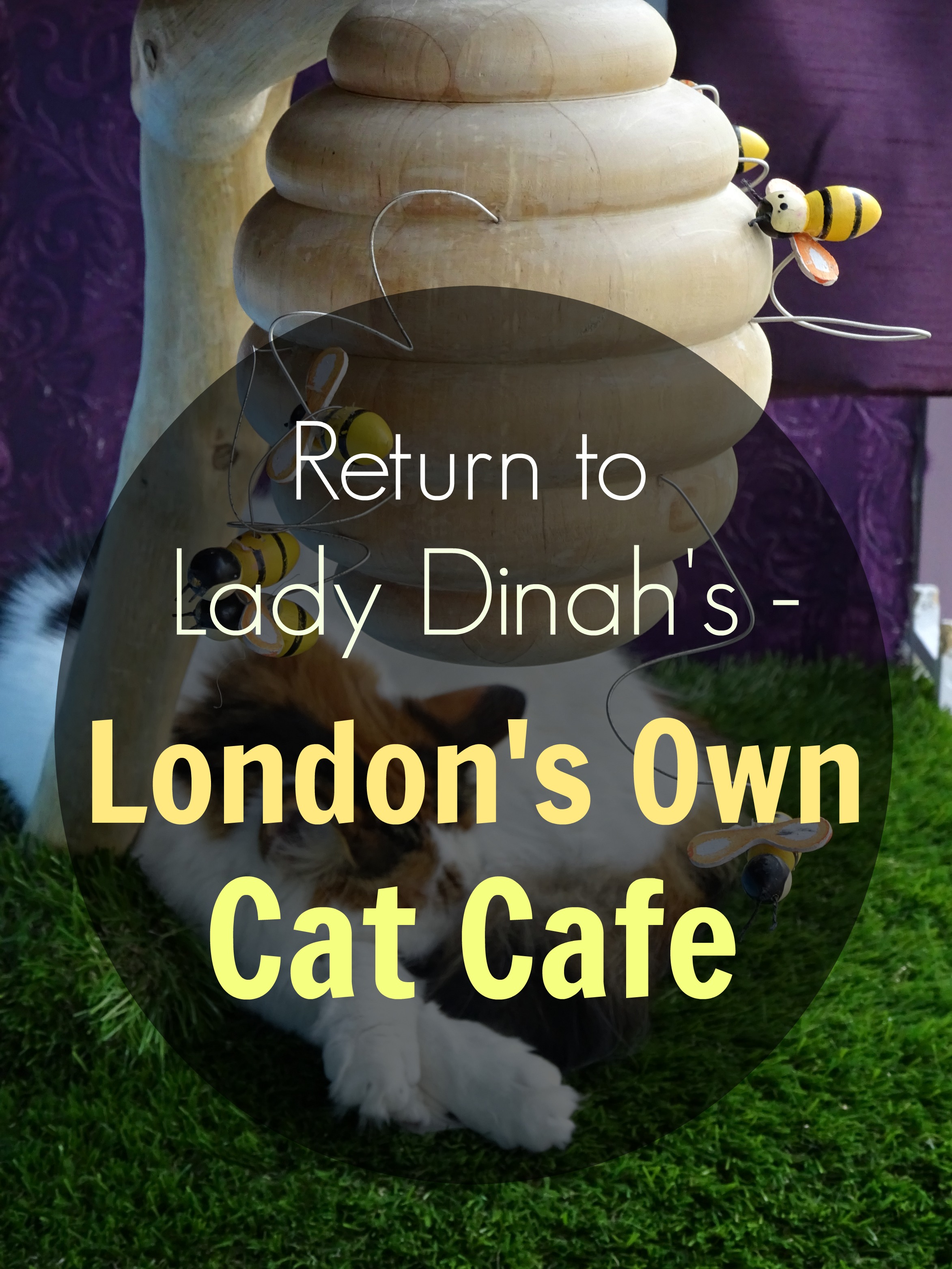 lady-dinahs-cat-emporium